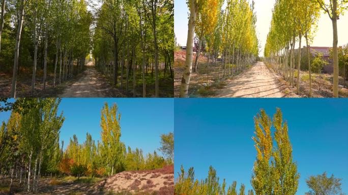 秋景杨树林 秋天的道路两边的杨树白桦树