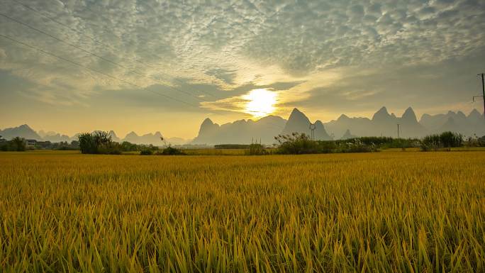 稻田 农田 稻谷