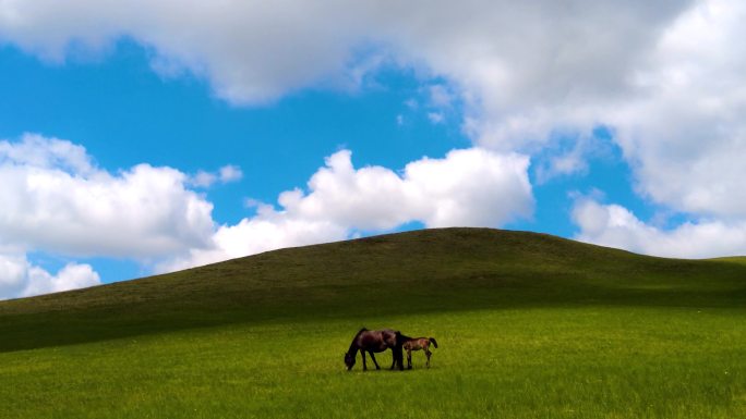 4k拍摄内蒙古蓝天白云下的千里草原及马群