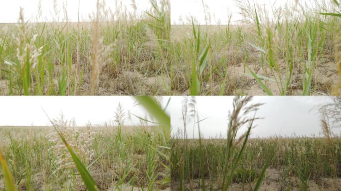 芦苇 芦花 草地 芦苇荡 野草 野外