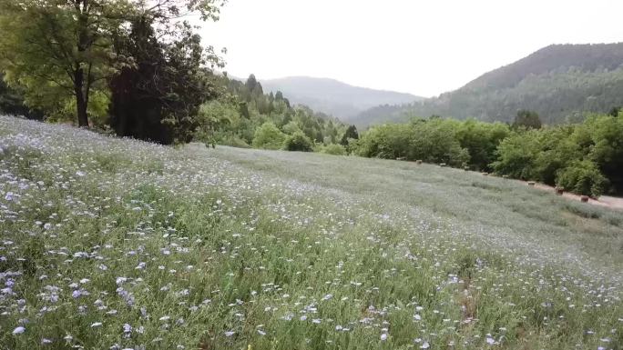 山谷草甸野花01