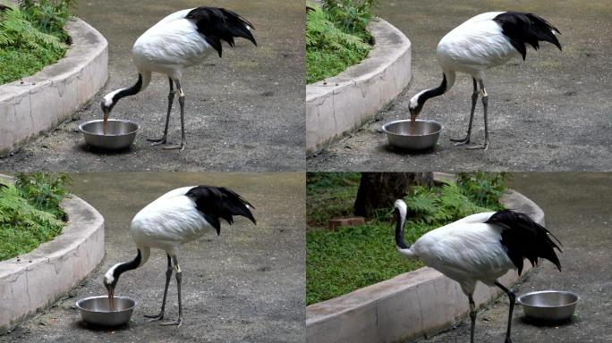 一只优雅的丹顶鹤在吃东西