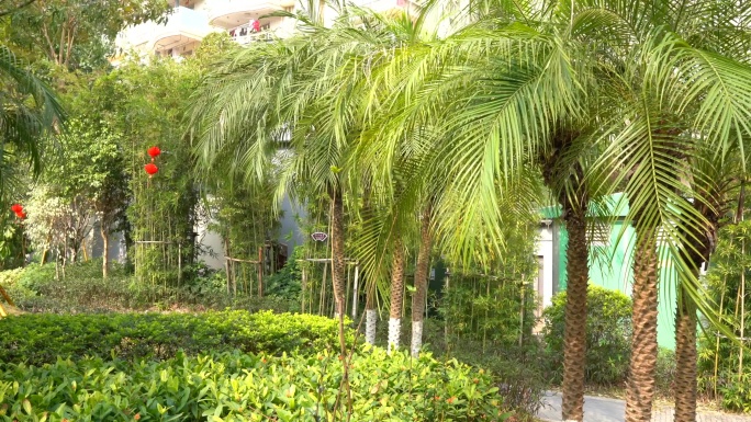 热带气候城市公园里的棕榈树景观