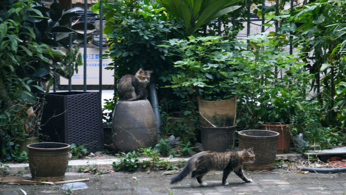 流浪猫在城中村老城区游荡4k视频素材