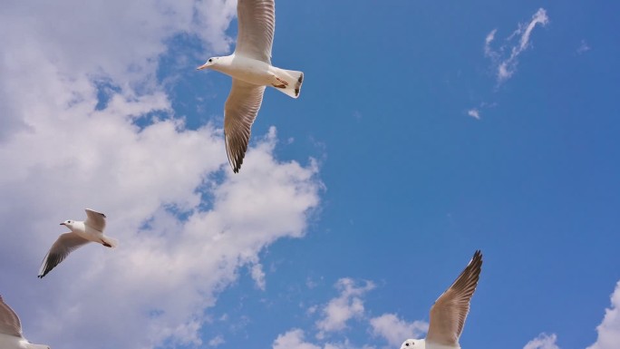 实拍空镜海鸥海边大海