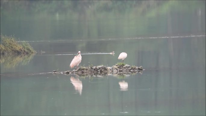世界珍禽 东方宝石：一群朱鹮湖中沐浴阳光