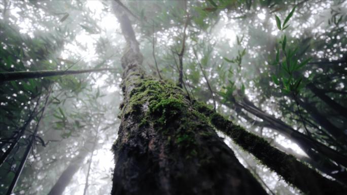 【原创】4K原始迷雾方竹林