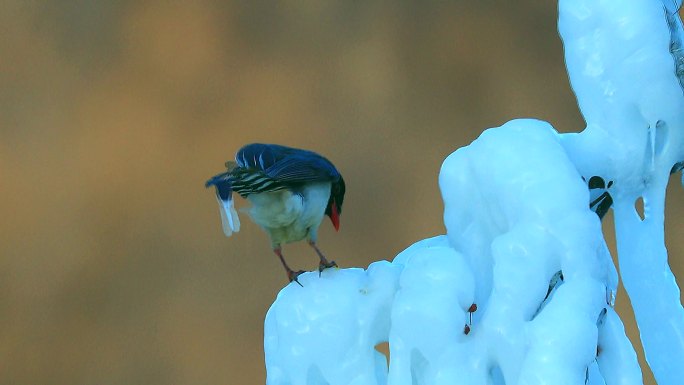 体态优美的红嘴蓝鹊：雪地树枝上鼓翼飞翔1