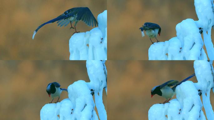 体态优美的红嘴蓝鹊：雪地树枝上鼓翼飞翔1