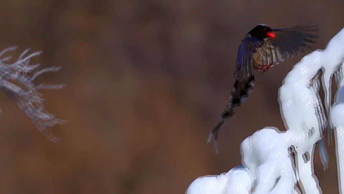 体态优美的红嘴蓝鹊：雪地树枝上鼓翼飞翔2