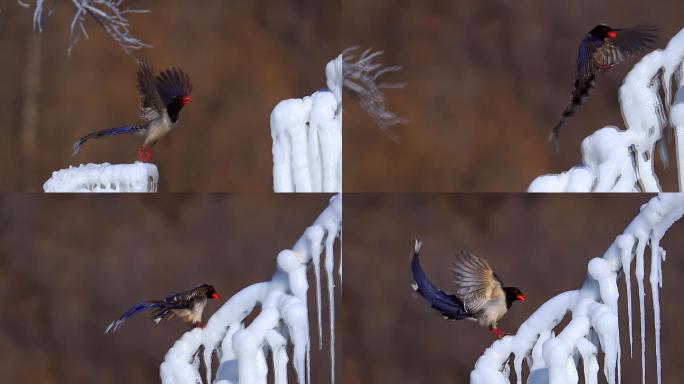 体态优美的红嘴蓝鹊：雪地树枝上鼓翼飞翔2