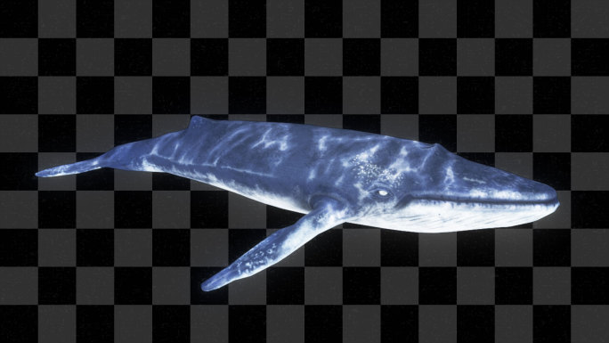 鲸鱼游动动画2-alpha通道