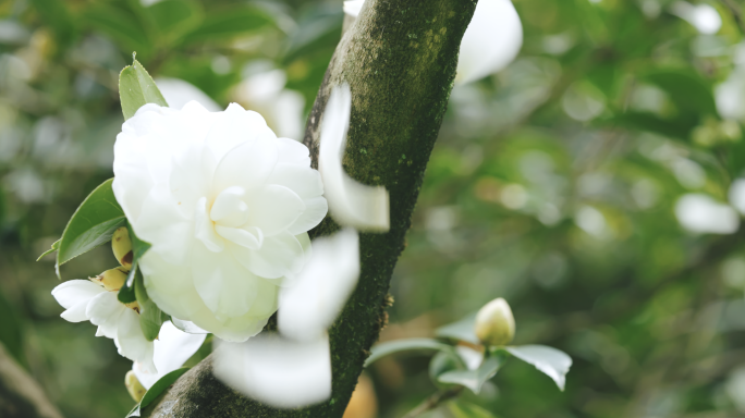 【4K】唯美花瓣，雨打花落无可奈何花落去