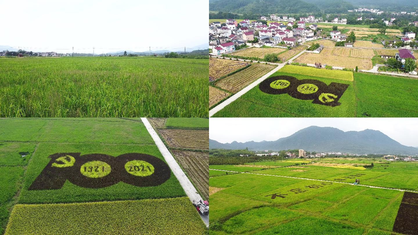 乡村振兴稻田航拍100周年纪念4k