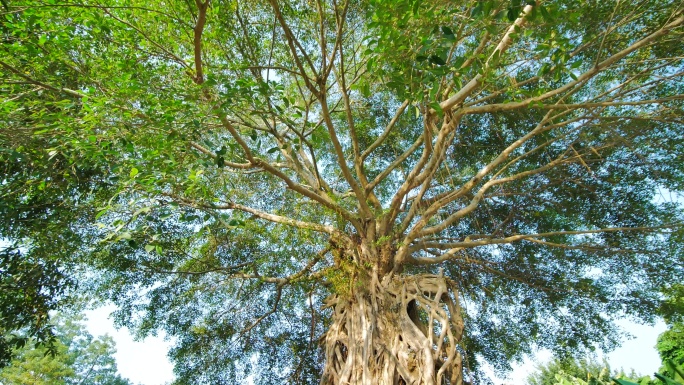 仰拍大榕树的树荫