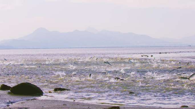 乌头鱼踏浪而舞：深圳湾惊现群鱼跃龙门奇景