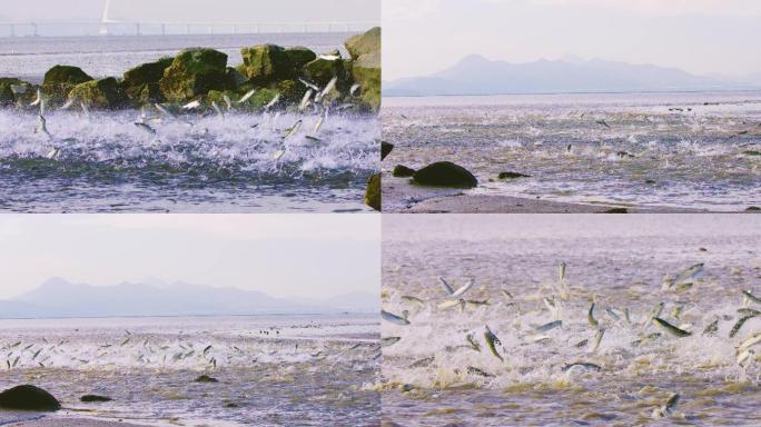 乌头鱼踏浪而舞：深圳湾惊现群鱼跃龙门奇景