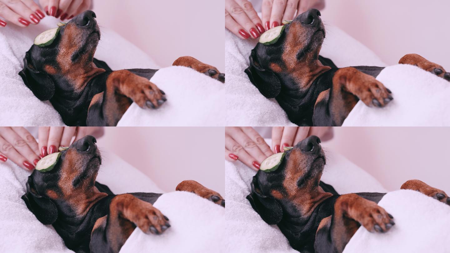 专业按摩治疗师用手指抚摸狗的头部