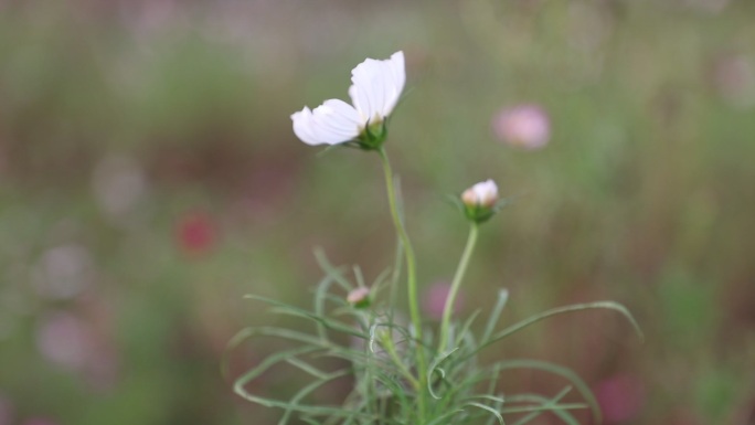 野花野草10（2K50帧）