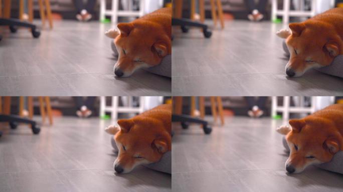 可爱的柴犬狗狗睡觉脸部特写4K视频素材