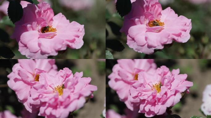 蜜蜂在玫瑰花上吸花粉