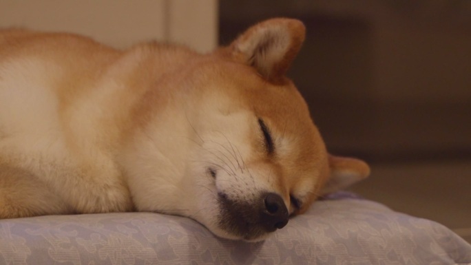 可爱的柴犬狗狗睡觉脸部特写4K视频素材