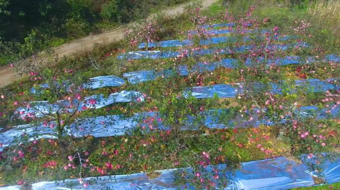 大气航拍烟台苹果园和田野