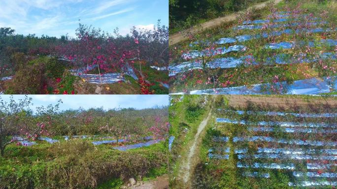 大气航拍烟台苹果园和田野