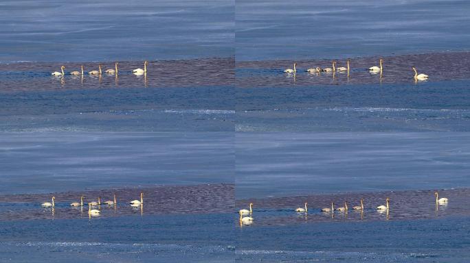大天鹅：水禽中的头号航行家游弋在结冰湖上