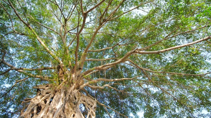 仰拍环绕榕树