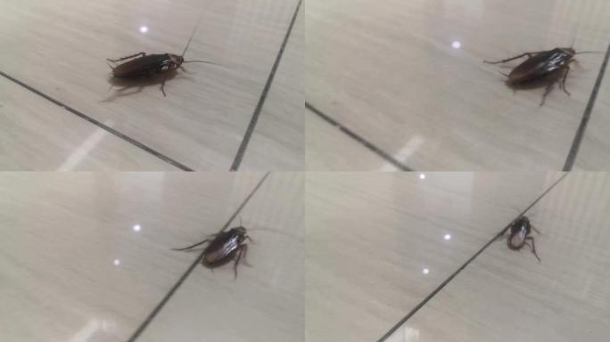 巨型蟑螂爬地板1