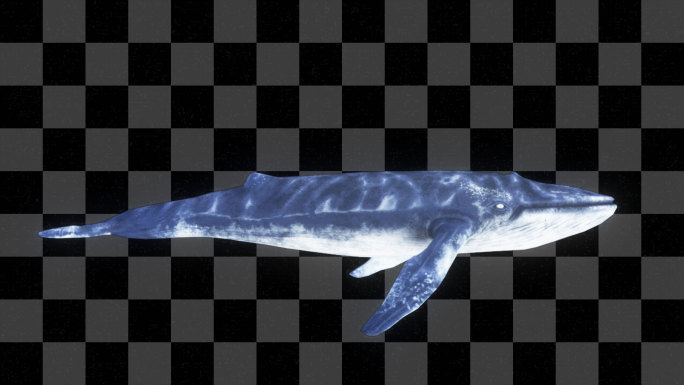 鲸鱼游动动画4-alpha通道