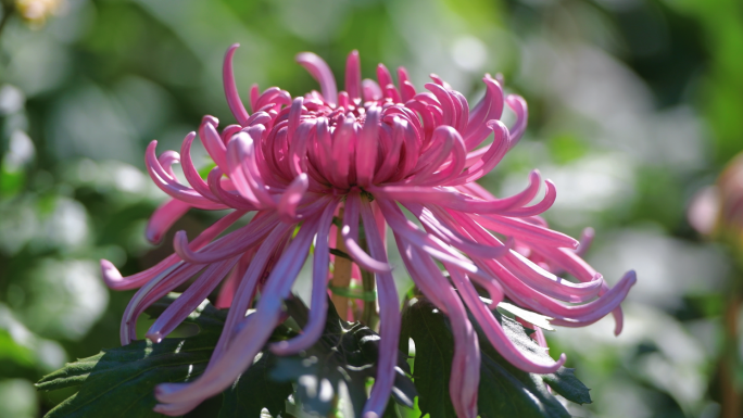 【原创】重阳节赏菊花