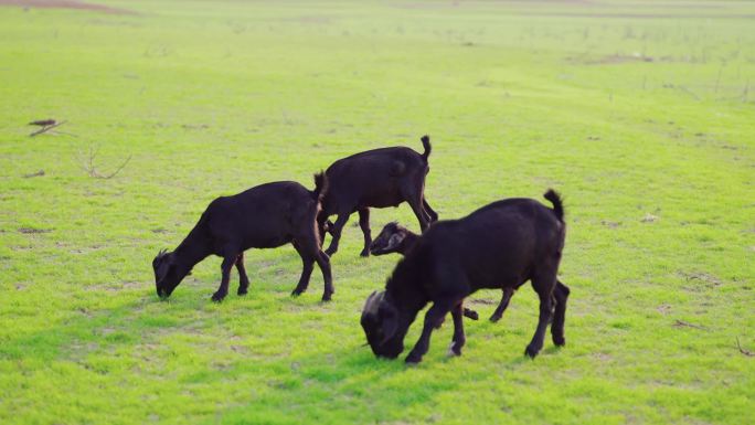 黑山羊放羊畜牧业养殖