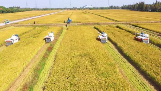 4k新农村机械化水稻收割