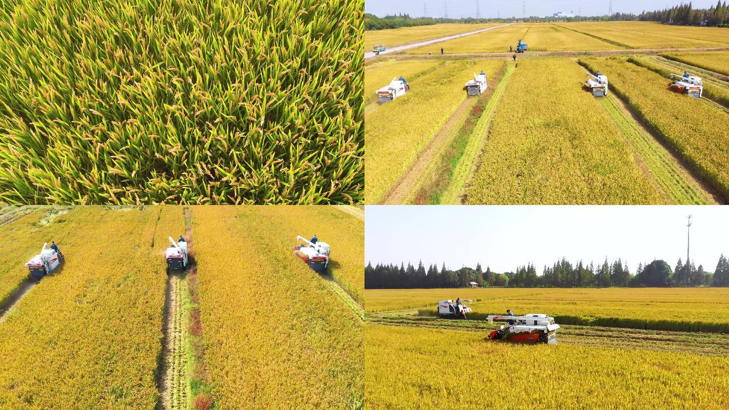 4k新农村机械化水稻收割