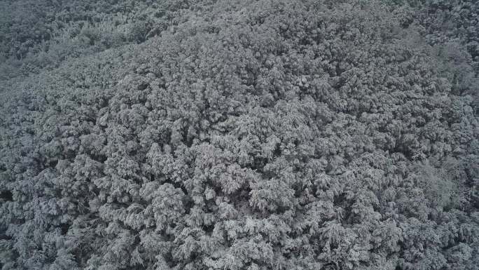 树林村庄雪景