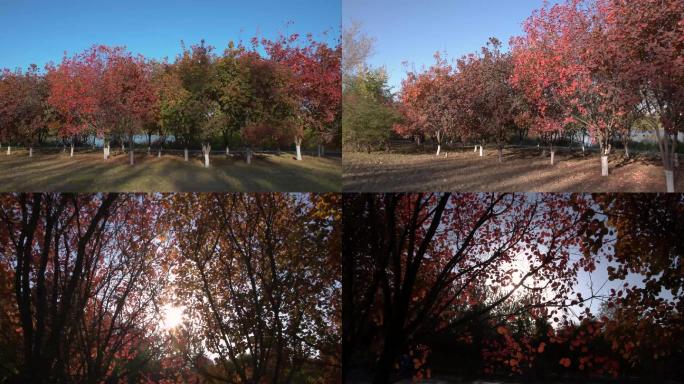 4k北京公园树林红叶秋景空镜