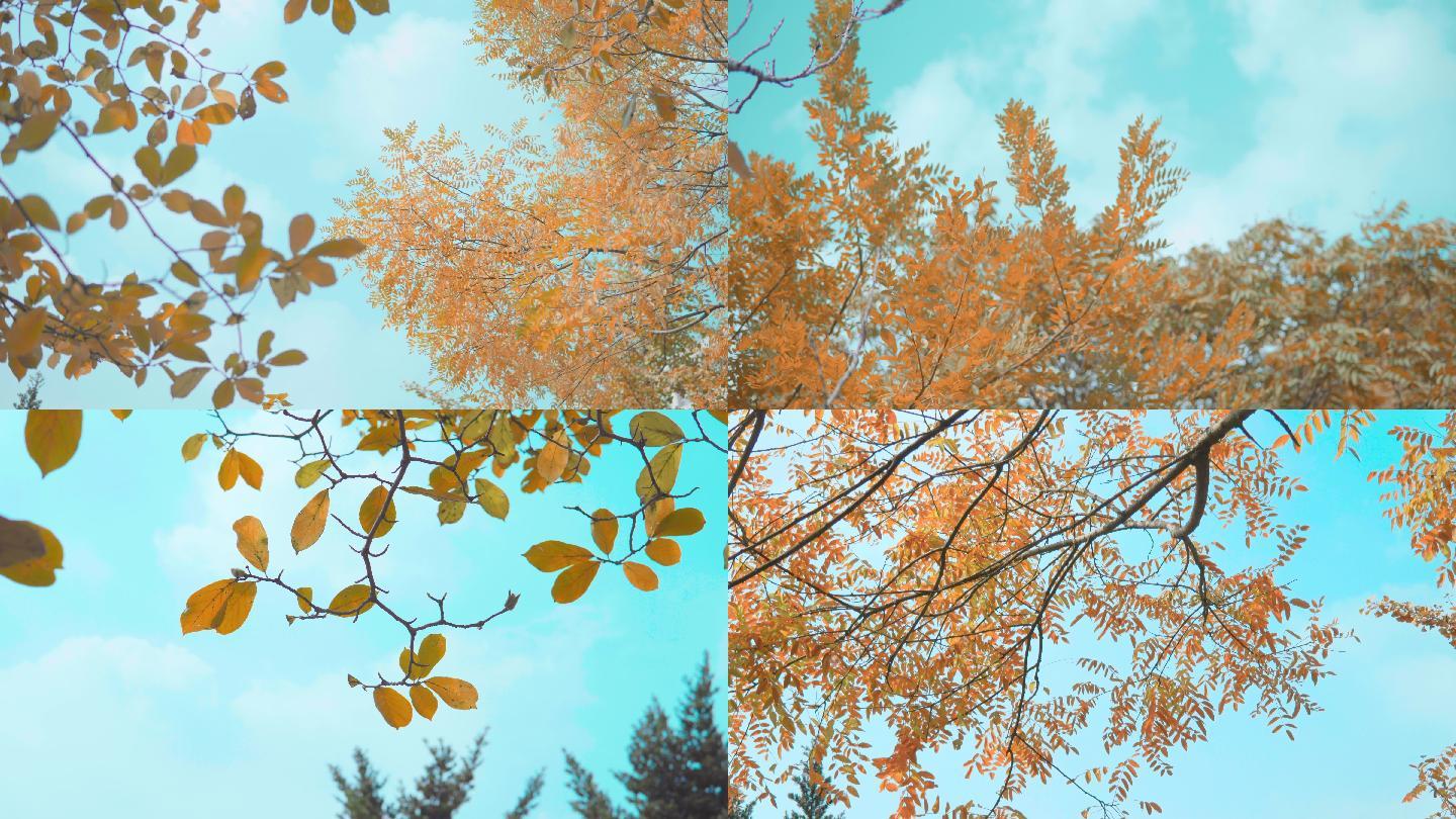 金秋金黄色树的树叶树梢秋景