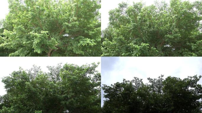 大风中的树木视频素材