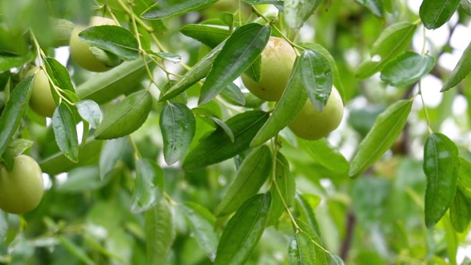 采摘冬枣、收获季节