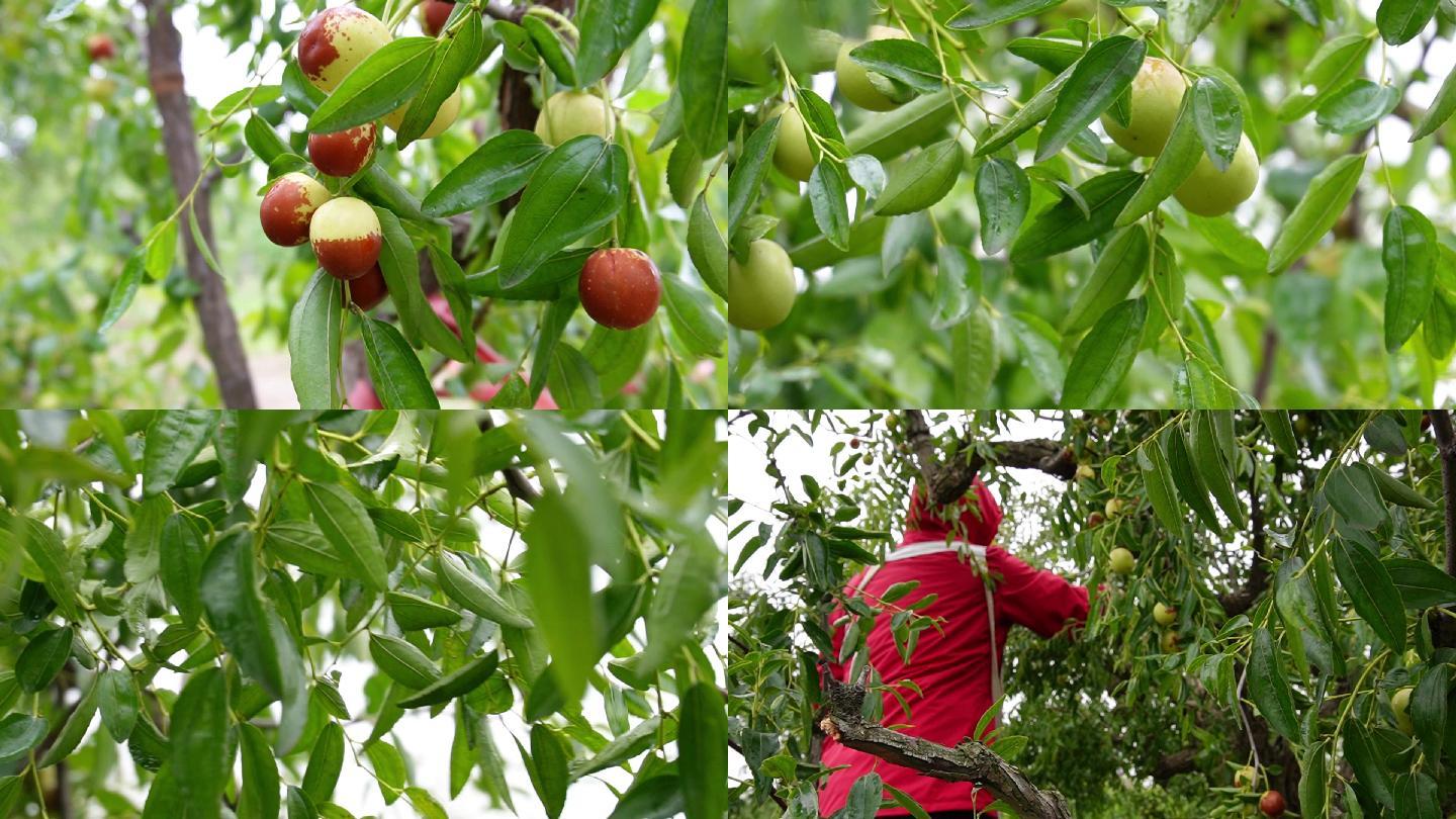 采摘冬枣、收获季节