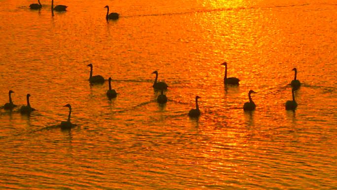 大天鹅：水禽中的头号航行家夕阳下游弋湖泊