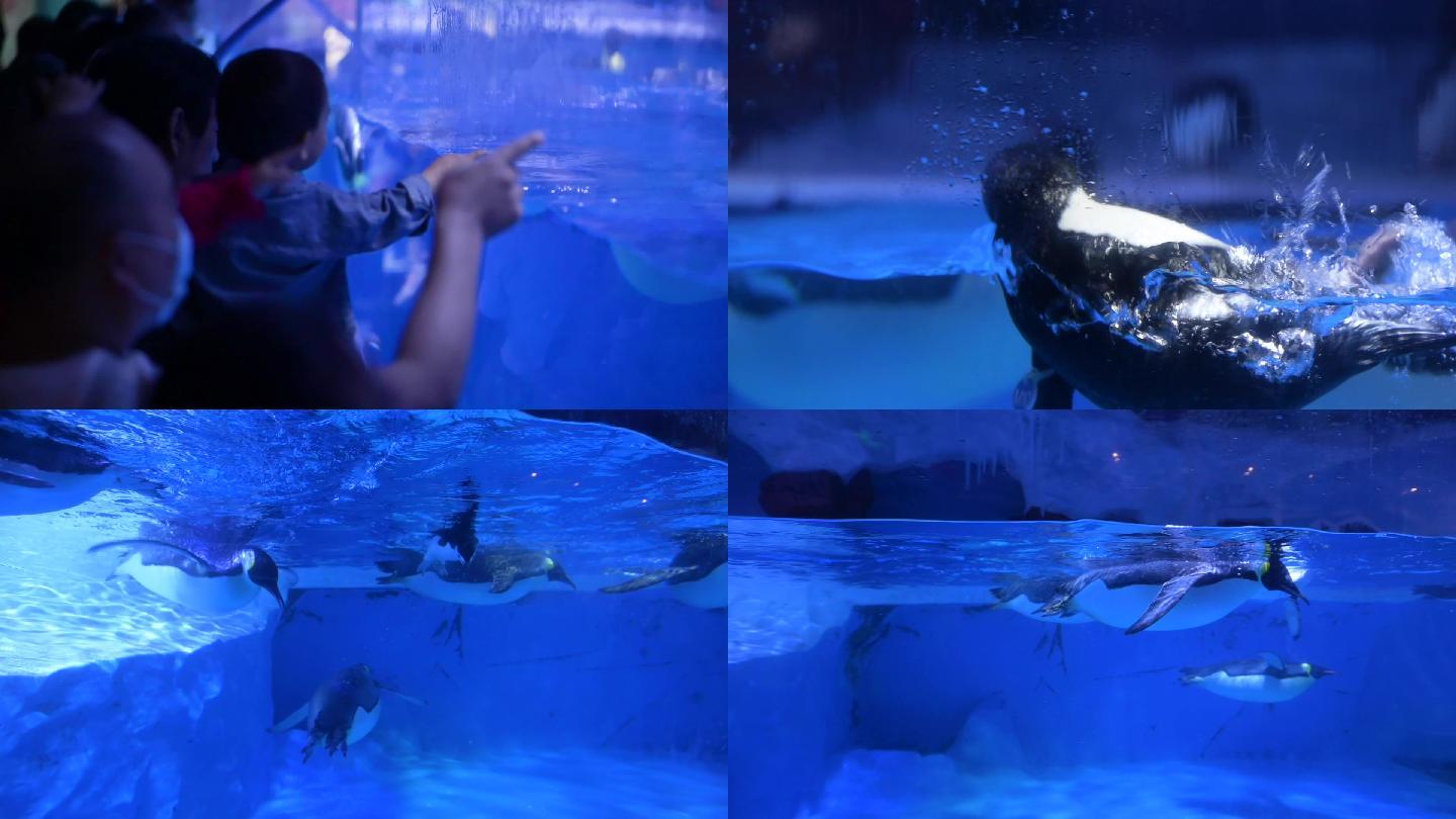 成都小学生春游海洋馆企鹅游泳表演