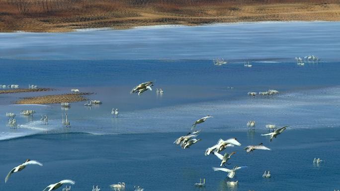 大天鹅：水禽中的头号航行家成群在湖泊嬉戏
