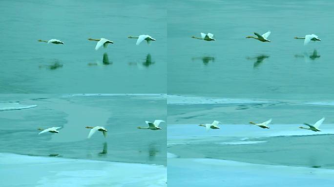 大天鹅：水禽中的头号航行家成群低飞在湖面