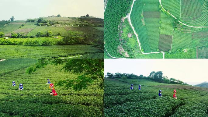 上林大明山茶