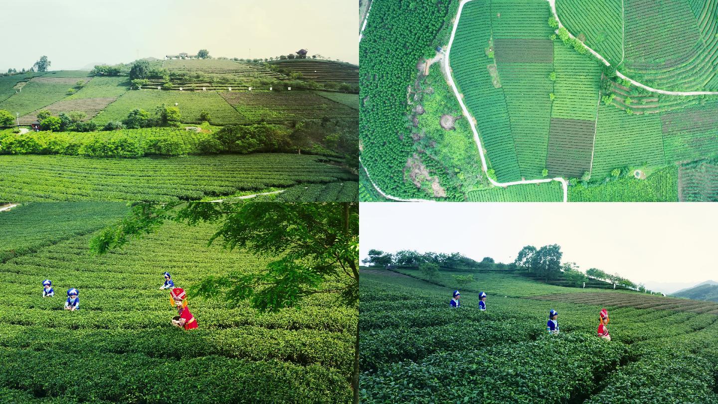 上林大明山茶