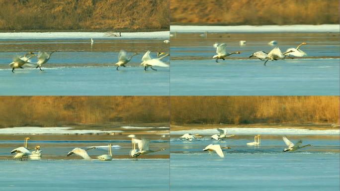大天鹅：水禽中的头号航行家奔跑在结冰湖上