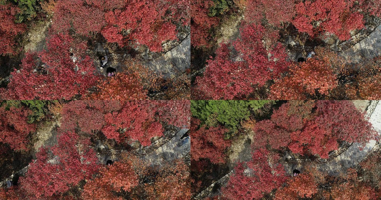 4K-原素材-秋日红叶航拍